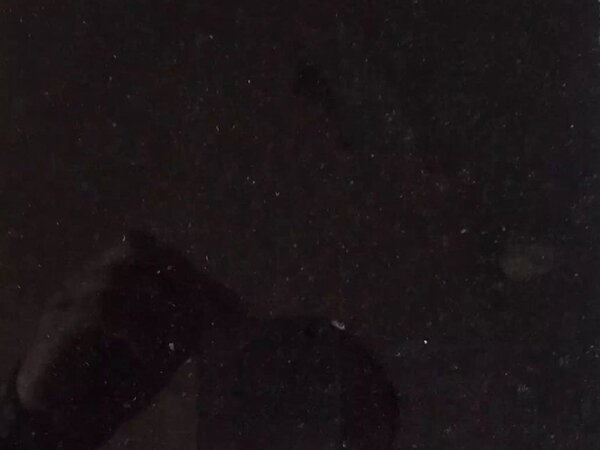 易县黑细花